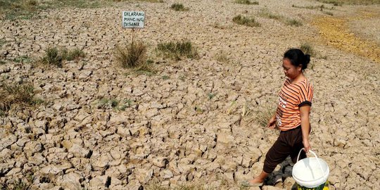 Mentan Amran sebut 25.000 hektar sawah gagal panen