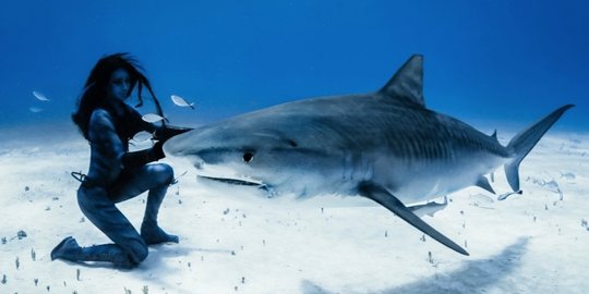 84 Gambar Ikan Hiu Bertelur Gratis