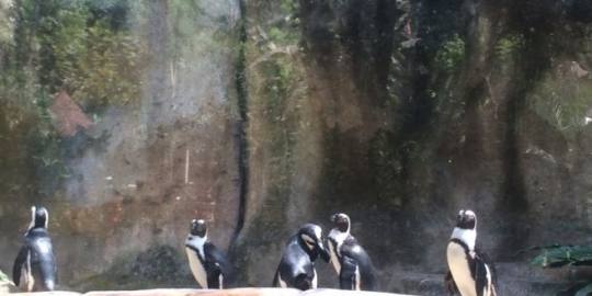 Penguin yang dikenal hewan Kutub, hidup di Jogja pakai AC