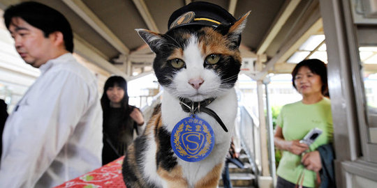 Kucing lucu diangkat jadi kepala stasiun kereta Jepang