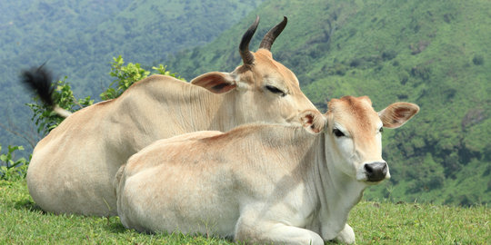 Pemerintah berencana impor induk sapi