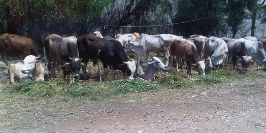 Diburu pedagang untuk Idul Adha, harga sapi meroket