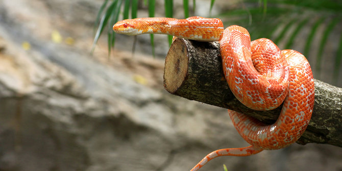 Banyak ular berbisa, Indonesia cuma punya satu jenis antibisa | merdeka.com