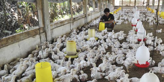 Gejolak kenaikan harga daging ayam tak berdampak kepada peternak