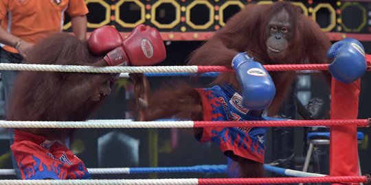 Aksi seru dan lucu orang utan bertanding Muay Thai