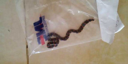 Ini tanggapan JNE ada ular di dalam plastik bungkus paket