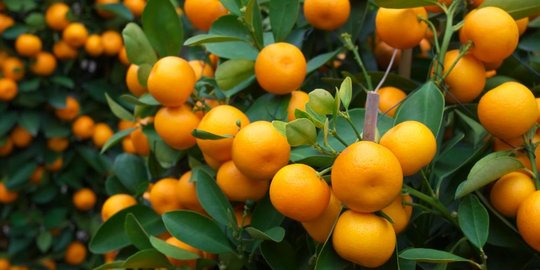 5 buah ini bikin kulit terasa lembut dan bersinar