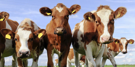 Jaga stabilitas, pemerintah impor 50 ribu sapi dari Australia