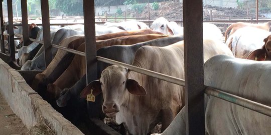 Hingga Juni 2015, sebanyak 298.861 sapi sudah diimpor