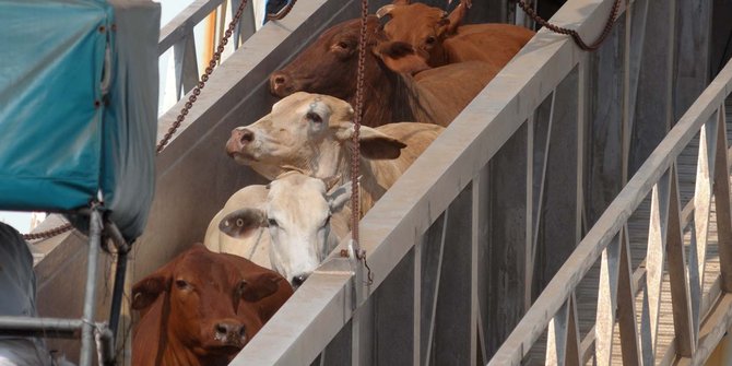 2.350 Ekor sapi impor Australia tiba di Tanjung Priok