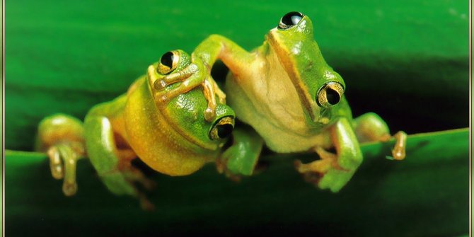 Katak melahirkan kecebong bikin geger ilmuwan