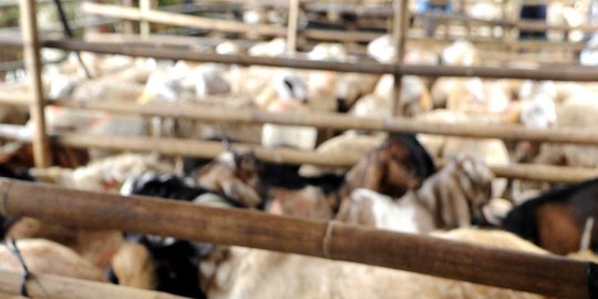 Jelang Idul Adha, penjualan sapi dan kambing di Solo lesu