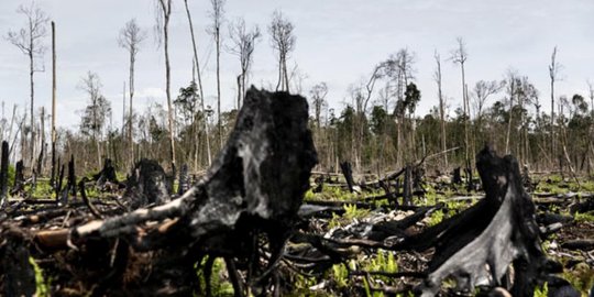 Sejak manusia muncul, setengah pohon di Bumi lenyap