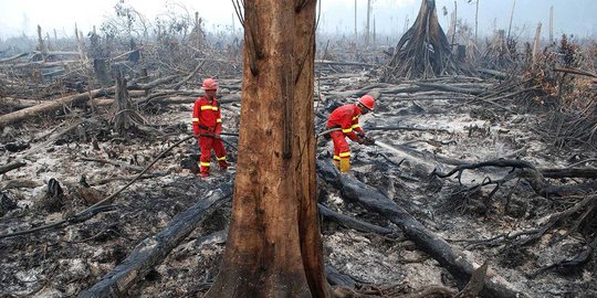 Begini kondisi parah Hutan Riau yang terbakar