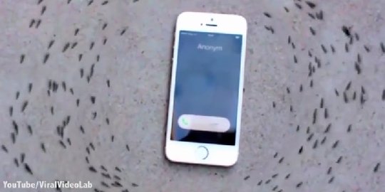 [Video] Dekati iPhone, pasukan semut ini buat lingkaran kematian