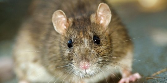 Tubuh digerogoti tikus, bayi baru lahir ini akhirnya tewas