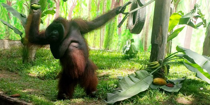 Ulang tahun ke 38 tahun dirayakan, Orang Utan ini lempari pengunjung