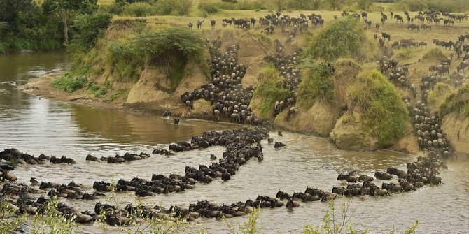 Fenomena ratusan ribu wildebeest bermigrasi demi makanan