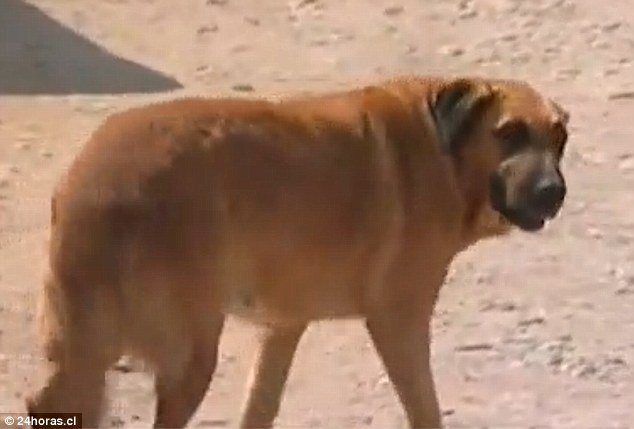anjing yang menyusui bocah dua tahun di chile