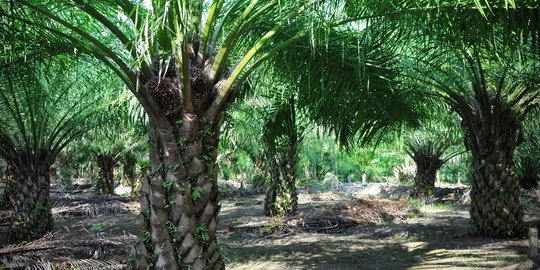 Harga sawit dan karet anjlok, petani di Riau malas panen