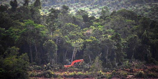 Hewan-hewan langka ini hanya ditemukan di Pulau Kalimantan