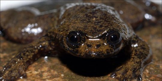 pipih kalimantan rev1