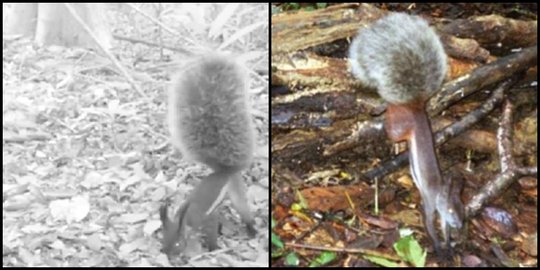 darah dan bisa bunuh kijang rev1