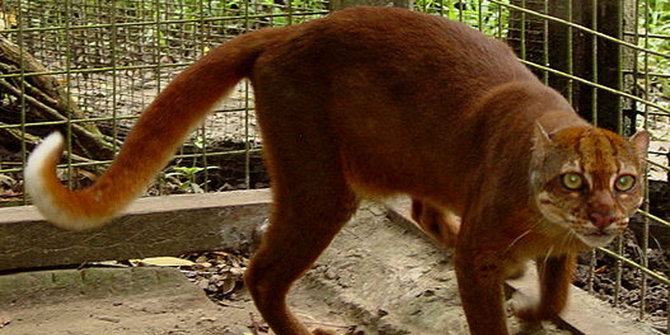 Hewan  hewan  langka  ini hanya ditemukan di Pulau  Kalimantan  