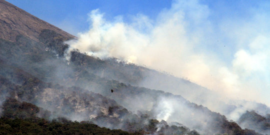 Atasi kebakaran lereng Gunung Slamet, Perhutani kirim tim