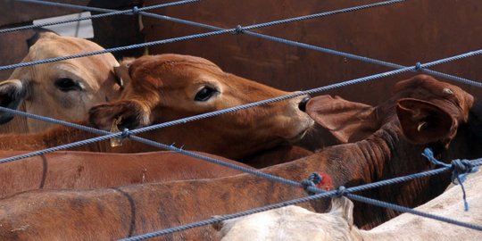 Asosiasi klaim sapi lokal surplus, pemerintah justru pilih impor