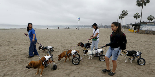 Bermain bersama anjing berkaki roda di pantai Peru