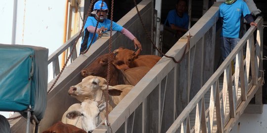Jaga harga tetap stabil, pemerintah impor sapi dari luar Australia