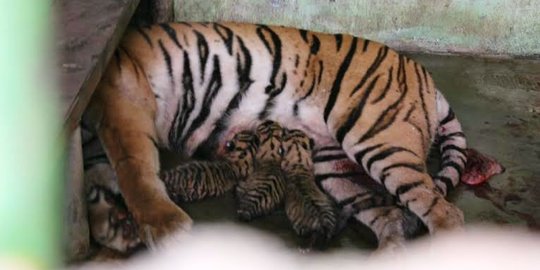 Masuk perangkap babi, harimau Sumatera tewas ditembak