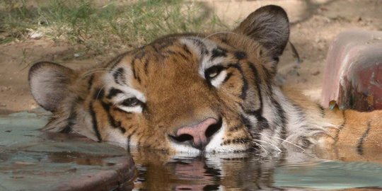 Cari minum, harimau Sumatera berkeliaran di perkebunan warga