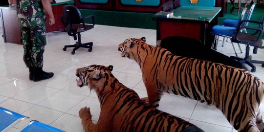 Salahi prosedur, polisi penembak mati harimau Sumatera dipropamkan