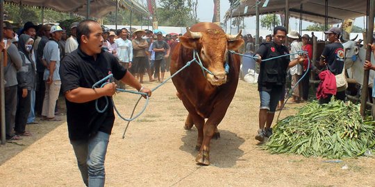 Melihat sapi-sapi jumbo ikut kontes Eksponak 2015 di Kediri