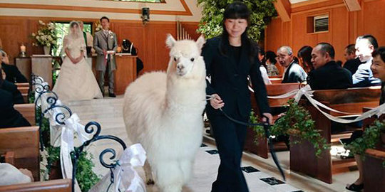 Unik, hotel di Jepang ini sewakan alpaka sebagai saksi pernikahan
