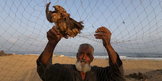 Begini cara warga Palestina tangkap burung puyuh di pantai