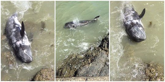 Hindari pembantaian, lumba-lumba ini pilih lemparkan diri ke batu