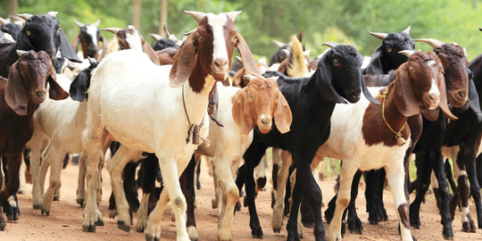 Idul Adha datang pilih kambing sehat untuk hewan qurban