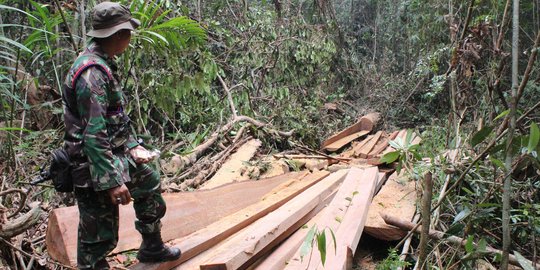 Saat padamkan kebakaran hutan, Marinir bongkar aksi illegal logging