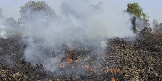 Satu perusahaan jadi tersangka kasus pembakaran hutan dan lahan