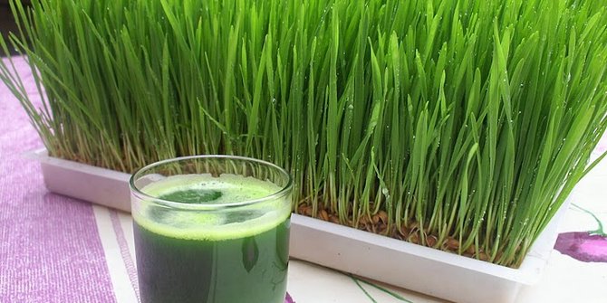  Wheatgrass minuman sehat terbaru yang berasal dari rumput 