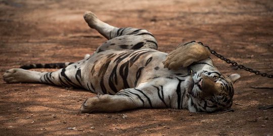 Harimau Sumatera Yang Tewas Diduga Ditembak Polisi Dari Jarak Dekat Merdeka Com