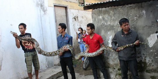 Rohman kaget temukan Sanca Kembang 6 meter di lubang batu