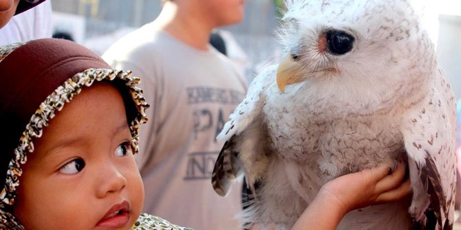 Atasi hama tikus, Temanggung kerahkan ratusan burung hantu