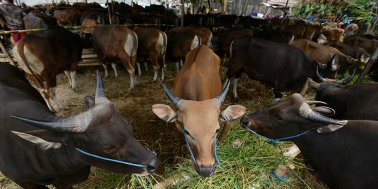 Jelang Idul Adha, pedagang hewan kurban di Ibu Kota mulai marak