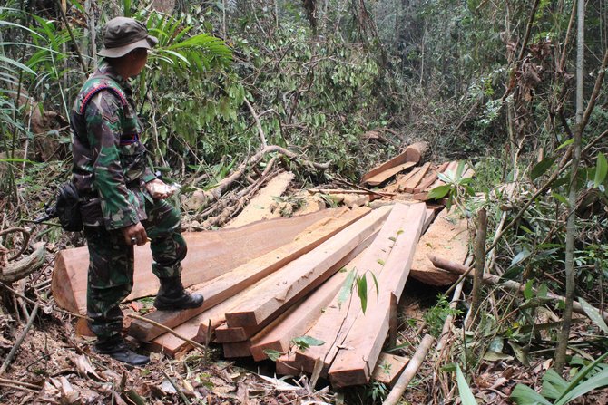 marinir gagalkan illegal logging