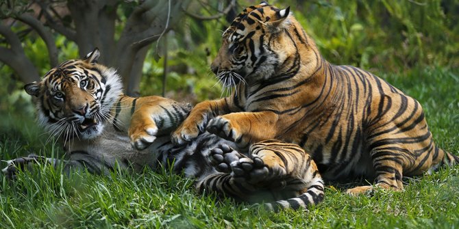 Habitat dibabat, harimau Sumatera di Sumsel tersisa 20-an ekor