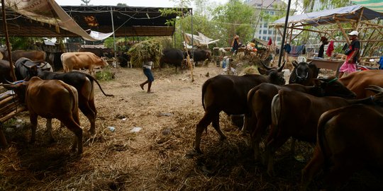 Jajal bisnis hewan kurban, Umar kena tipu 12 sapi dibawa kabur